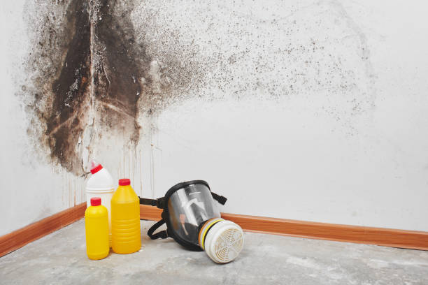 Best Emergency Mold Remediation in Central, LA