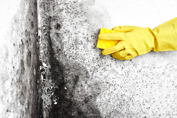 Best Post-Flood Mold Remediation in Central, LA