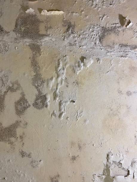 Best Residential Mold Remediation in Central, LA