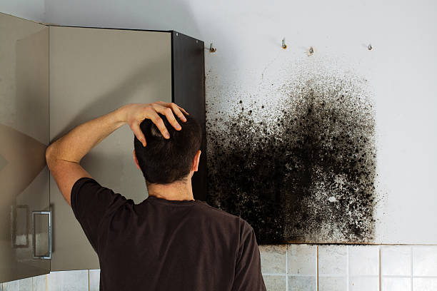Best Residential Mold Remediation in Central, LA